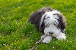 Photo Bearded Collie