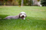 Photo Bearded Collie