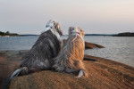 Photo Bearded Collie