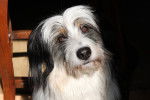 Photo Bearded Collie
