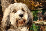 Photo Bearded Collie