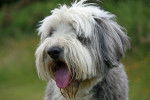 Photo Bearded Collie
