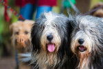 Photo Bearded Collie
