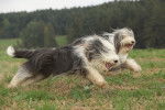 Photo Bearded Collie