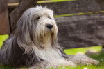 Photo Bearded Collie