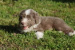Photo Bearded Collie