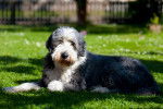 Photo Bearded Collie