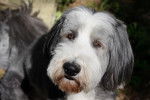 Photo Bearded Collie