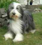 Aaron (grand) - Bearded Collie Mâle (5 ans)