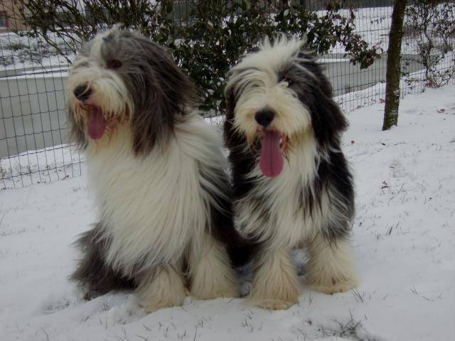 Bearded Collie, Nelson et Vib (Colley Barbu) - Bearded Collie