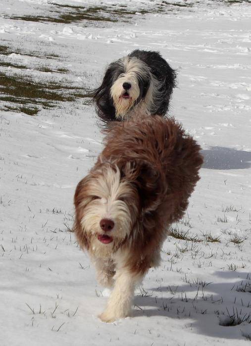 Helwing – Lily et Kassam dans la neige - Bearded Collie