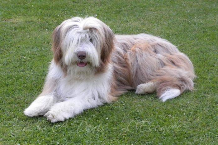Helwing – Lily jolie Bearded Collie - Bearded Collie