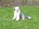Phebus - Bearded Collie Mâle (13 ans)