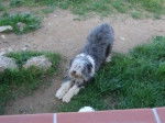 Cachou - Bearded Collie Femelle (5 ans)