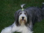 bearded collie Roxane - Bearded Collie