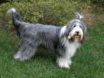 bearded collie Roxane - Bearded Collie