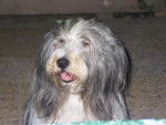 bearded collie Roxane - Bearded Collie