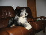 bearded collie Davia - Bearded Collie