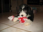bearded collie Davia - Bearded Collie
