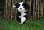 Kassam 2 mois - Bearded Collie (2 mois)
