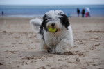 Photo Bearded Collie
