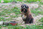 Photo Bearded Collie