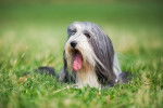 Photo Bearded Collie
