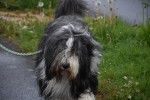 Photo Bearded Collie