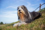 Photo Bearded Collie