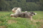 Photo Bearded Collie