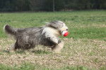 Photo Bearded Collie