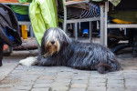 Photo Bearded Collie