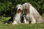 Photo Bearded Collie