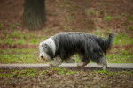 Photo Bearded Collie