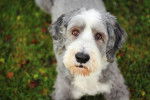 Photo Bearded Collie