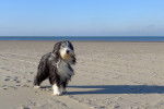Photo Bearded Collie