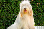 Photo Bearded Collie