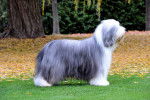 Photo Bearded Collie
