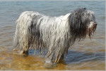 Un Bearded Collie gris et blanc tout trempé dans un lac