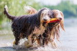 Photo Bearded Collie