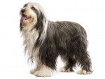 Photo Bearded Collie