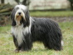 Aaron (grand) - Bearded Collie Mâle (7 ans)