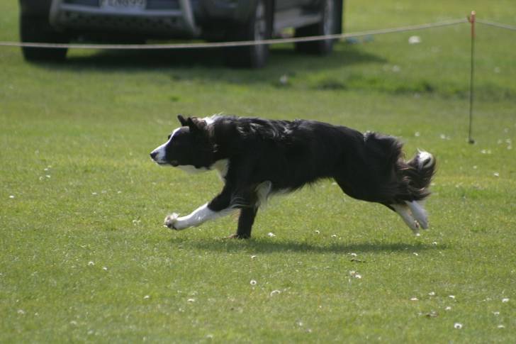 Meg - Bearded Collie Femelle (4 ans)