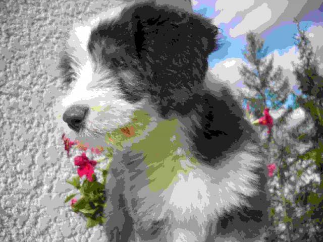 bearded collie Enjoy - Bearded Collie