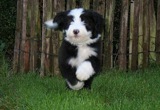 Kassam 2 mois - Bearded Collie (2 mois)