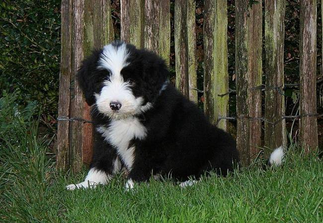 Kassam 2 mois - Bearded Collie (2 mois)