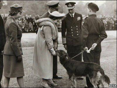 Peter, chien héros des bombardements de Londres