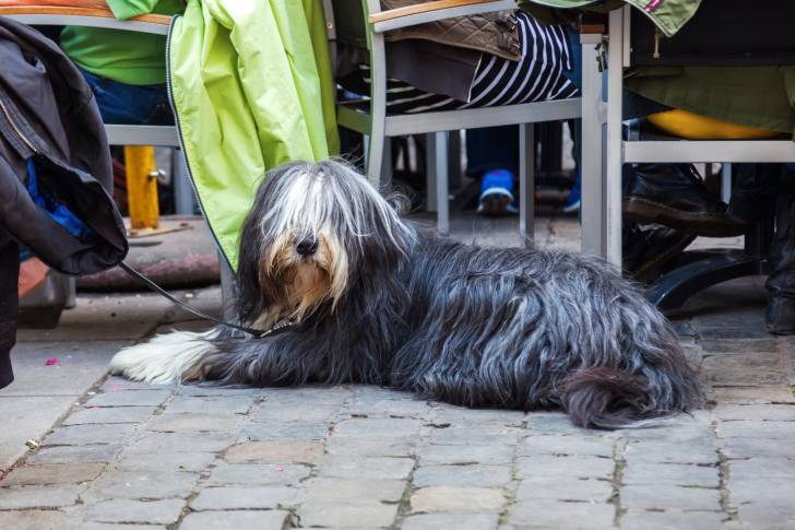 Photo Bearded Collie