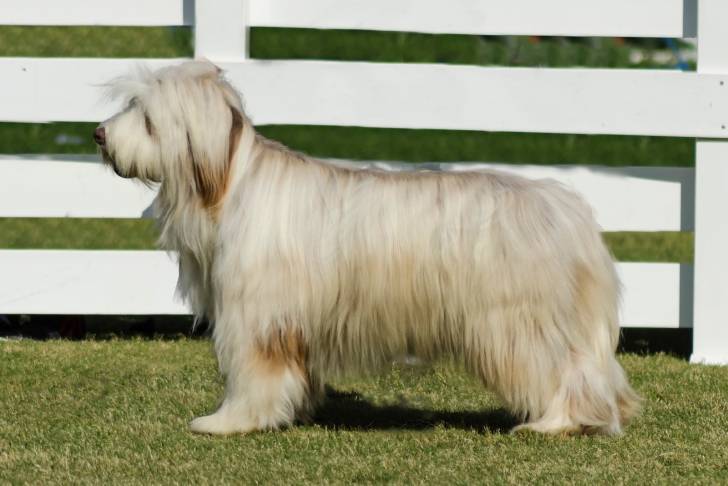 Photo Bearded Collie