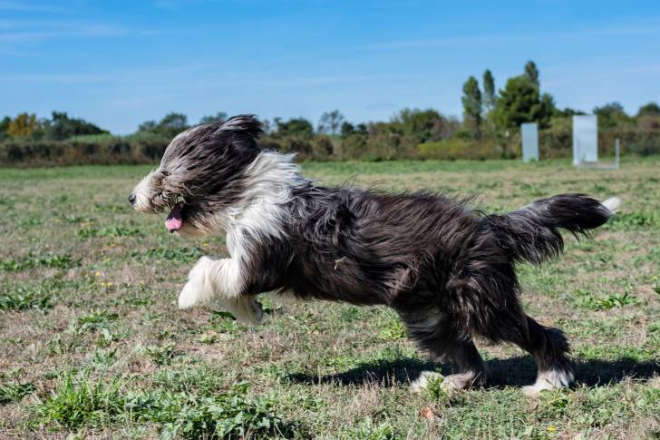 Photo Bearded Collie